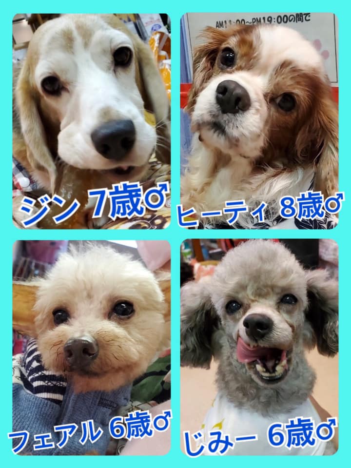 🐾今日の里親様募集中ワンコ🐶メンバーです🐾2020,7,14